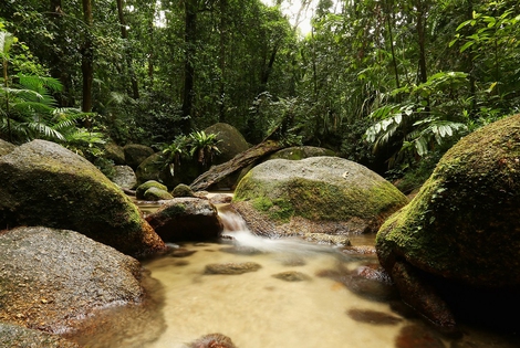 Celebrate the Lungs of the Earth on 21st March, the International Day of Forests