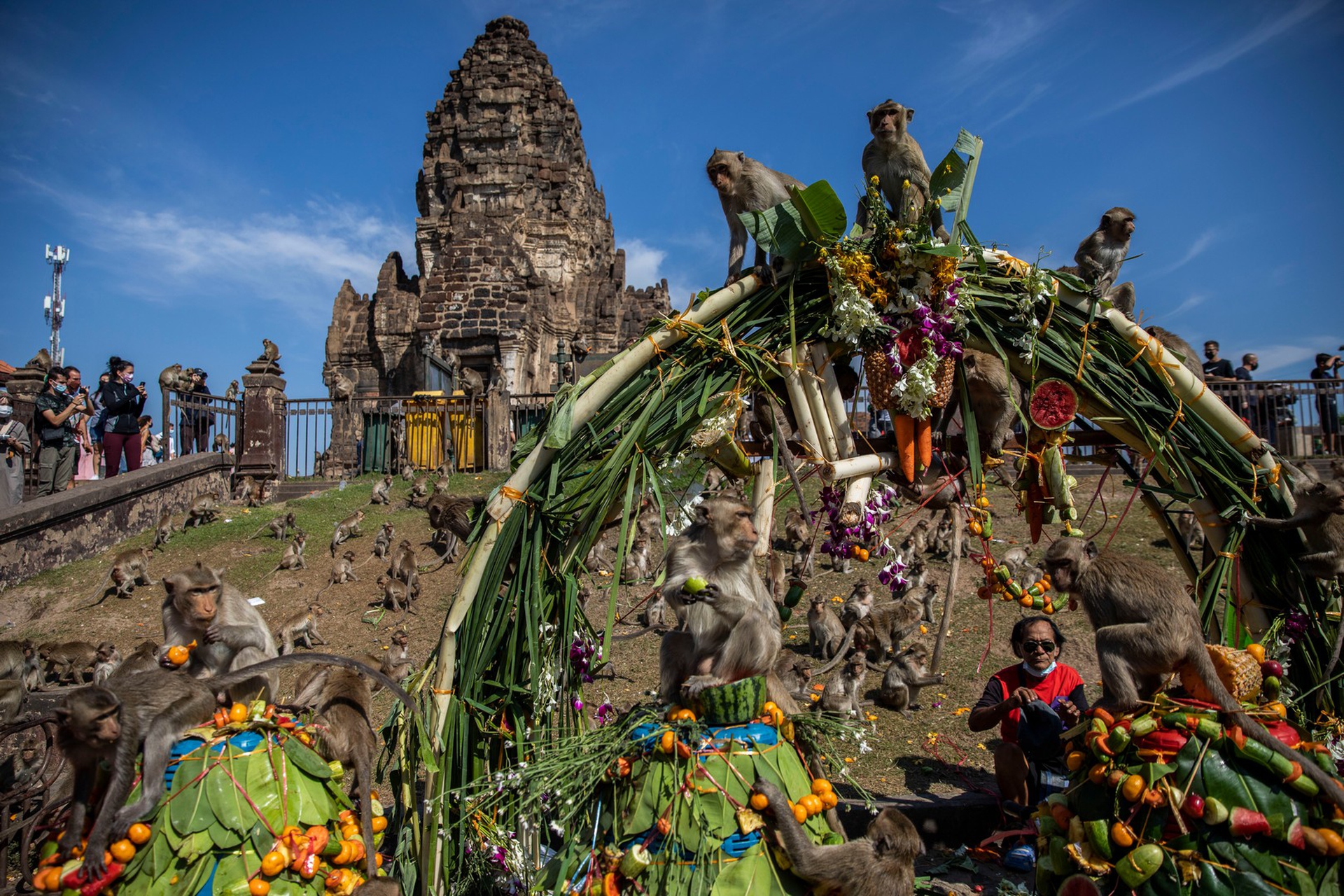 Il festival delle scimmie in Thailandia