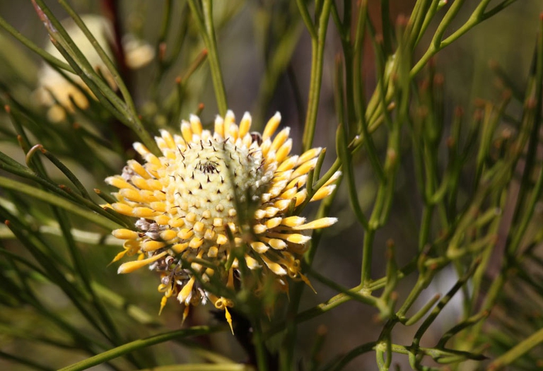 Isopogon
