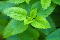 Liquore di menta