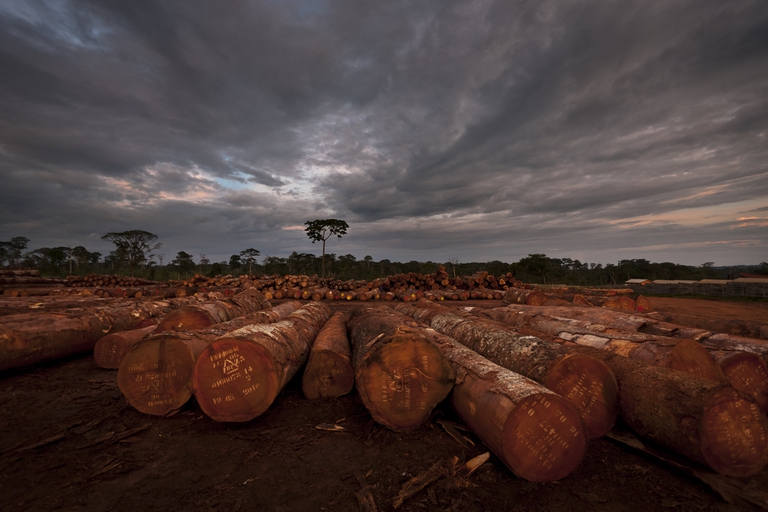 congo basin rainforest deforestation logging