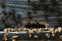 Il tempo delle api. Un crowdfunding per il documentario che racconta l’apicoltura naturale