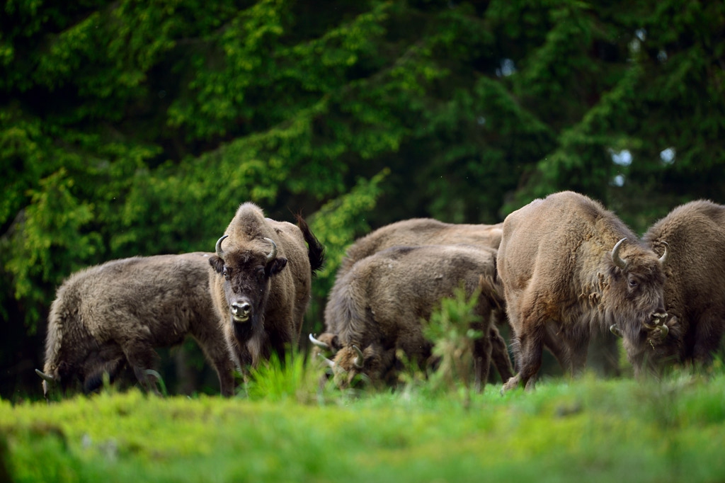 Dove puoi vedere il bisonte europeo - LifeGate