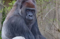 Un nuovo parco per i gorilla del Congo