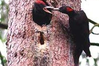 Il Picchio Nero: tam-tam della foresta