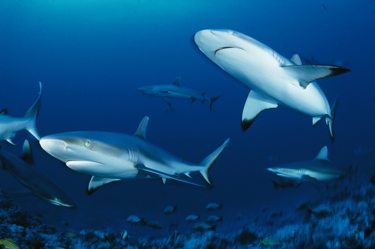 A Group of Gray Reef Sharks swims around in the ocean.