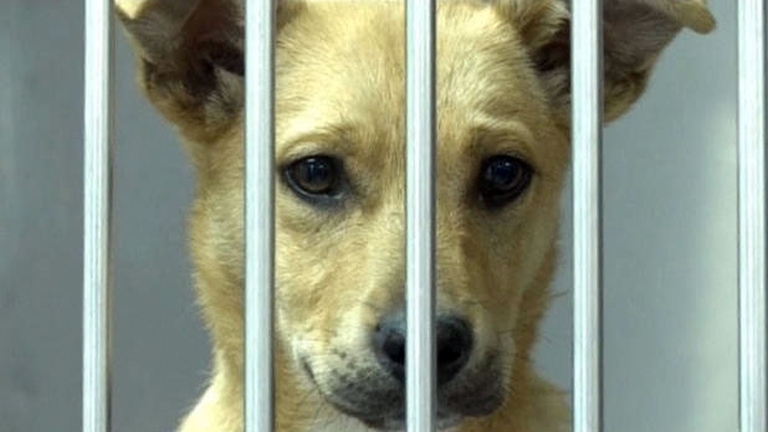 Sochi Junior e Sochi Jake, dopo la quarantena, arriveranno nella loro nuova casa in Usa