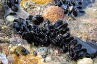 Le cozze potrebbero aiutarci a ripulire il mare dalle microplastiche