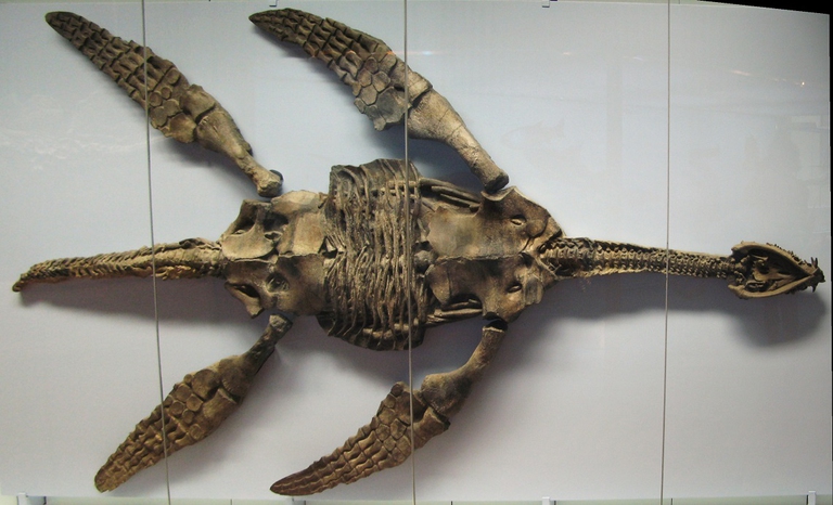 fossile di plesiosauro