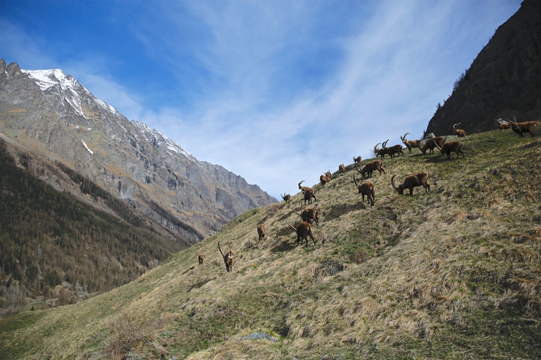 Parco nazionale Gran Paradiso