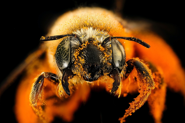 10 curiosità sulla vita delle api
