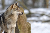 Svezia, un tribunale vieta la caccia al lupo