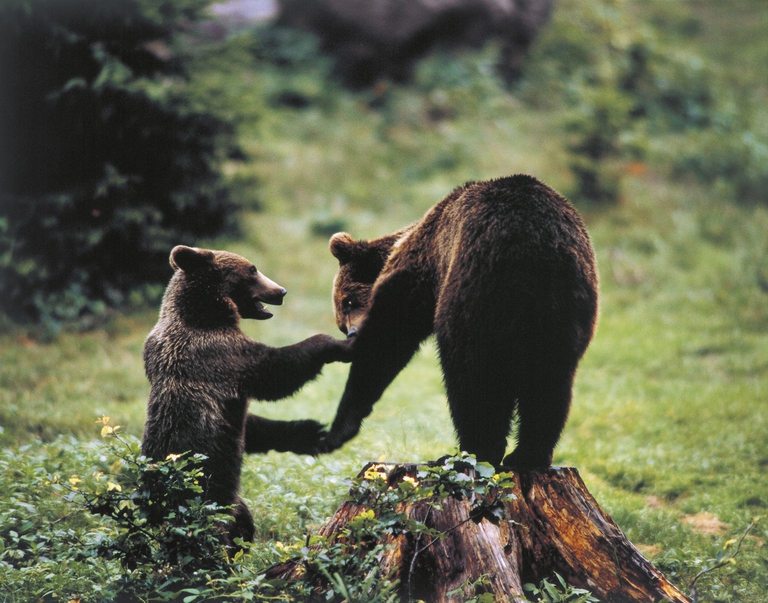 orso bruno marsicano