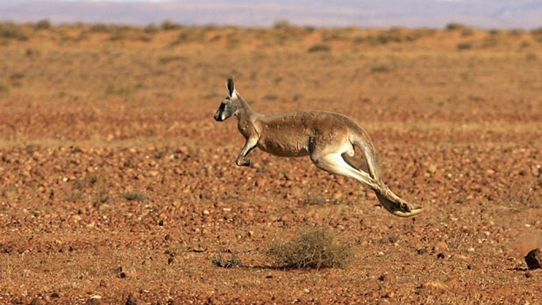 australia-il-caldo-record-e-colpa-delluomo_2