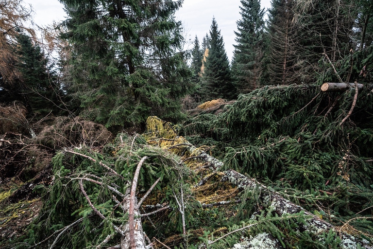 Gli effetti della tempesta Vaia sull'altopiano di Asiago