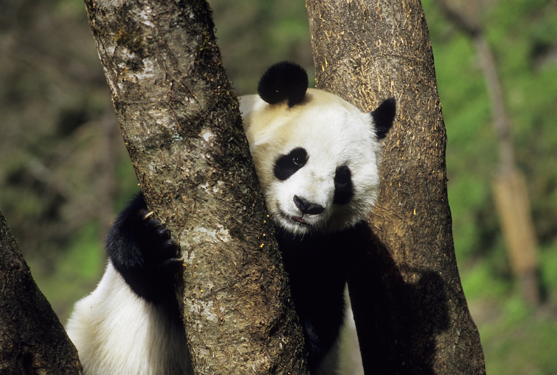 The giant panda is no longer endangered
