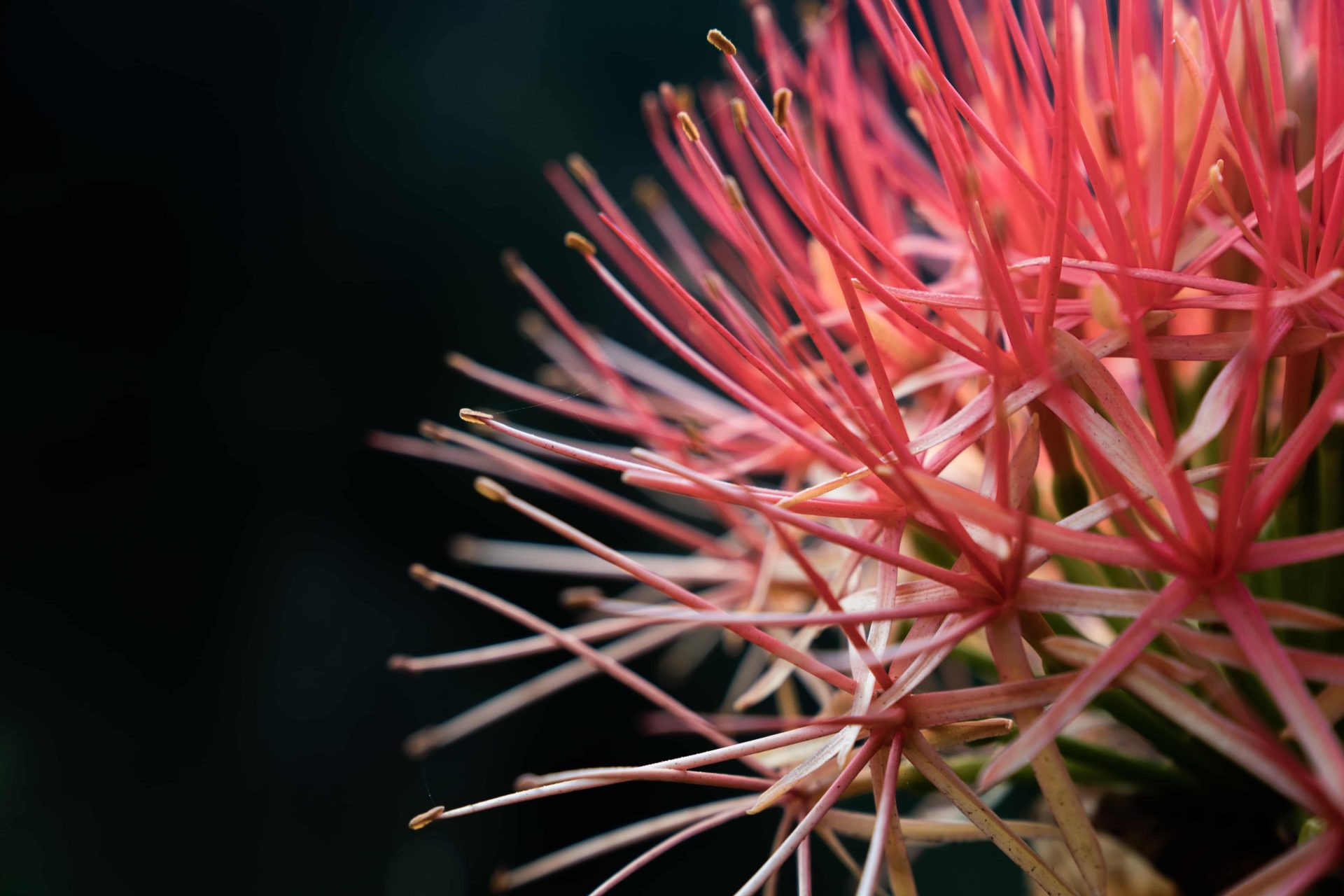 Il progetto di riforestazione Udzungwa corridor limited