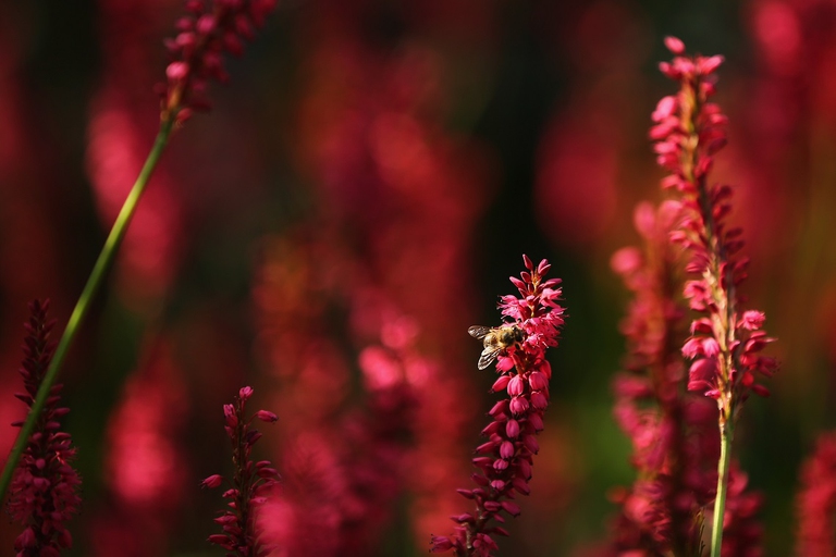 Ape nel Regent's Park, a Londra