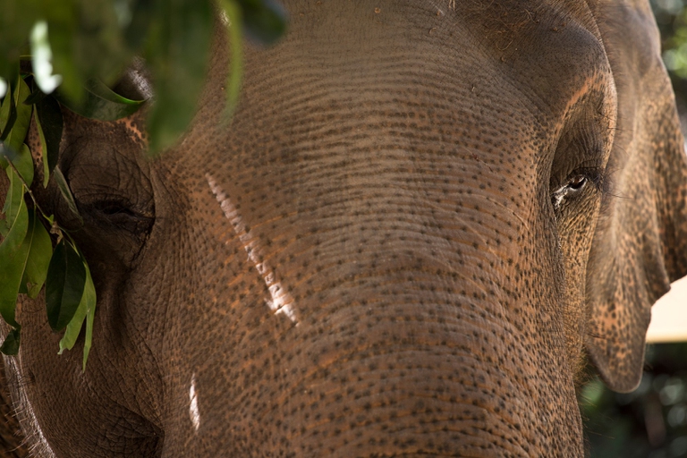 L'elefante Kaavan nella sua nuova casa in Cambogia