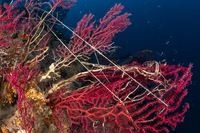 A caccia di fantasmi nel mar Mediterraneo