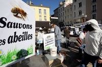 La Francia dice addio ai pesticidi neonicotinoidi che fanno male alle api