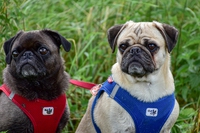 I cani brachicefali soffrono anche di problemi gastrointestinali