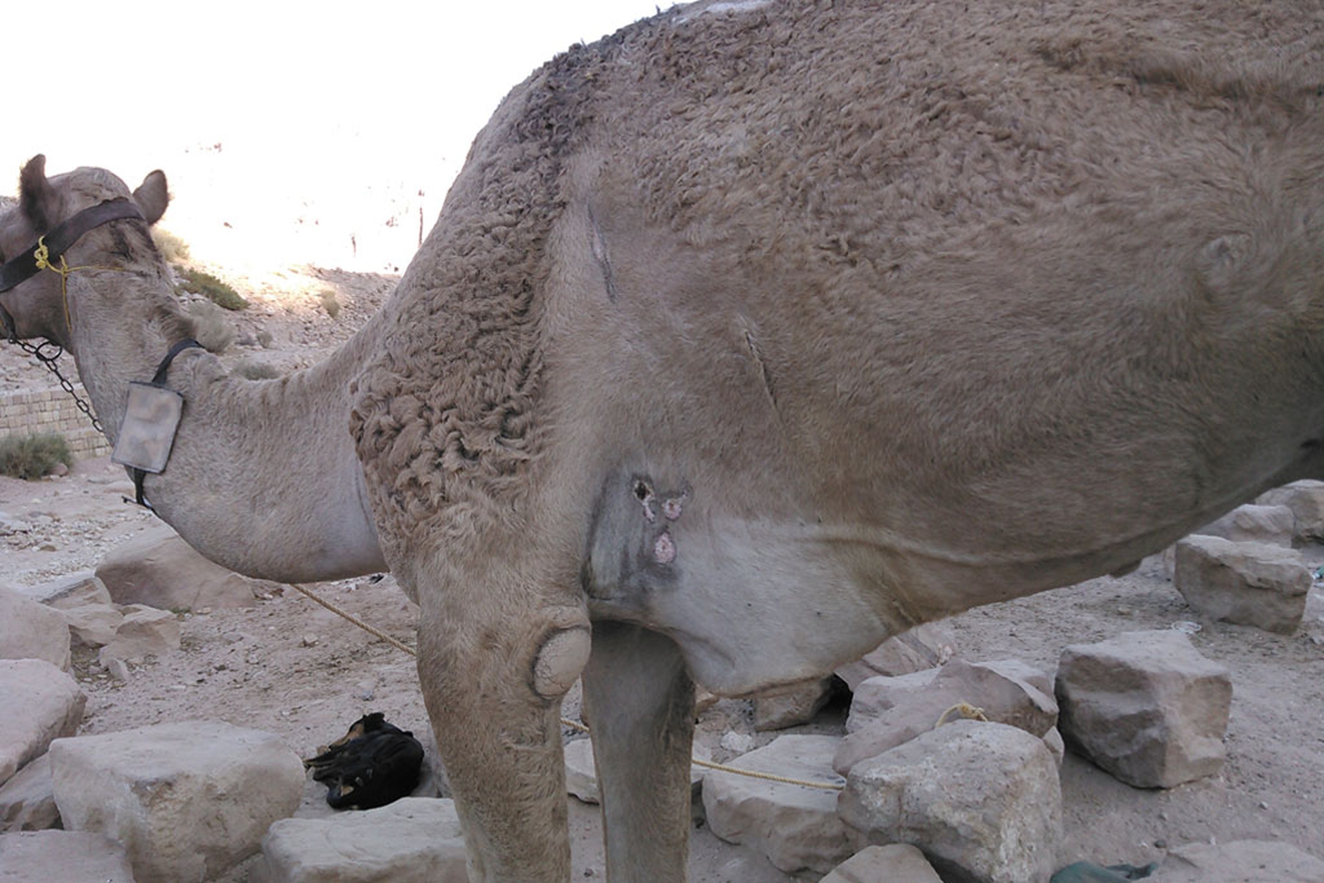 Maltrattamenti animali a Petra, in Giordania