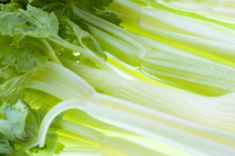 Il sedano per unazione drenante e di protezione delle vie urinarie © ingimage