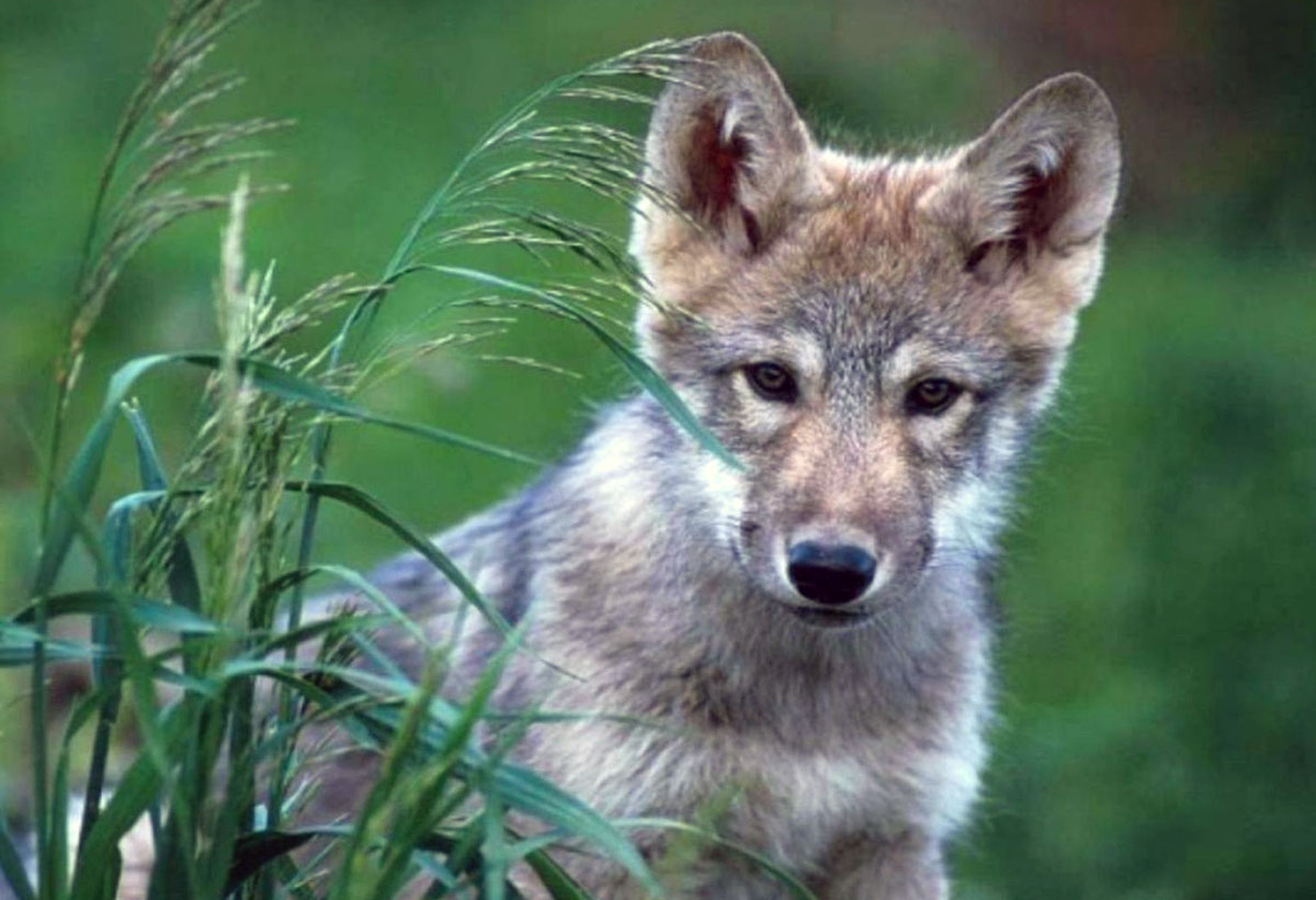 In Michigan (per ora) hanno vinto i lupi e gli elettori