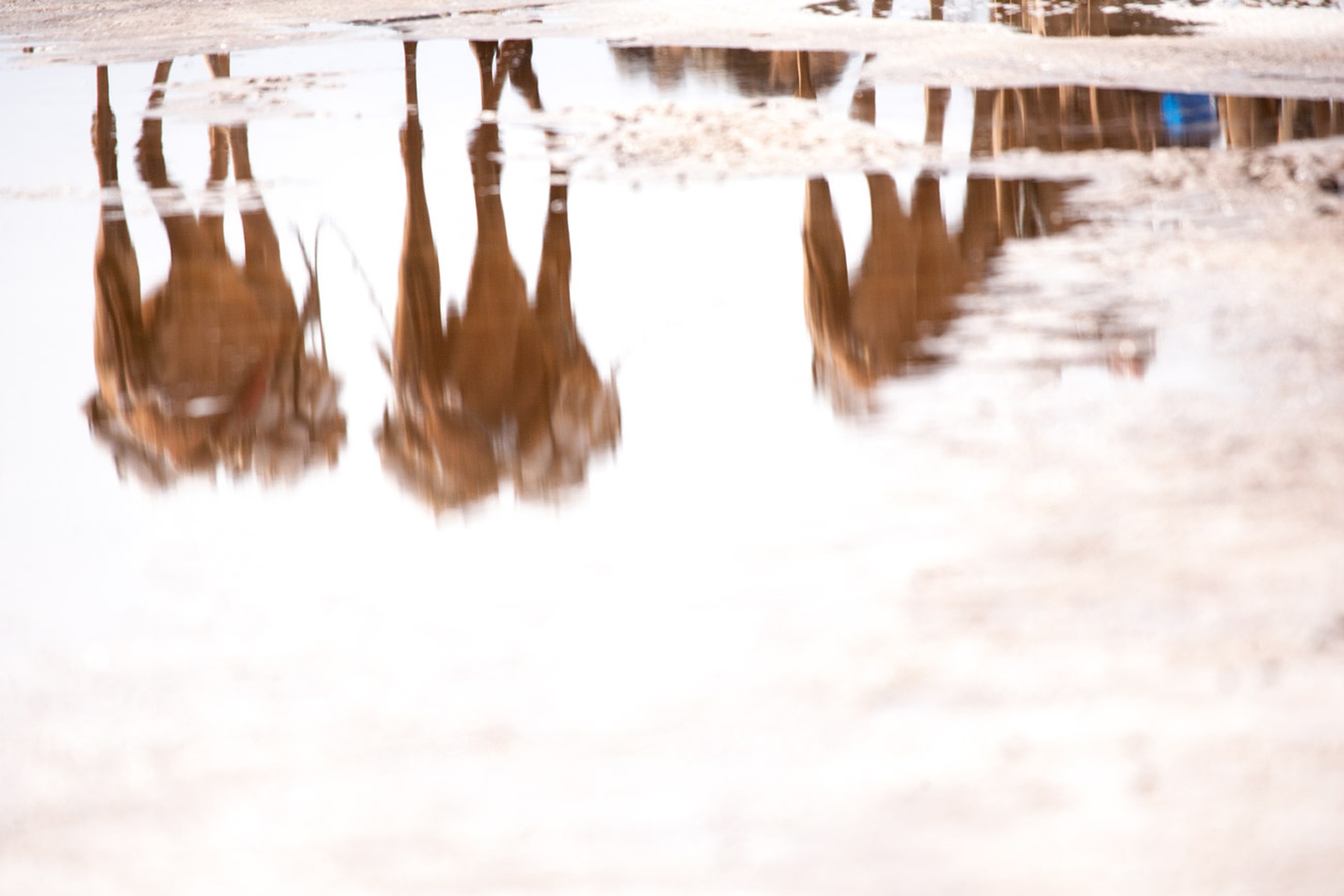 Riflessi di dromedari