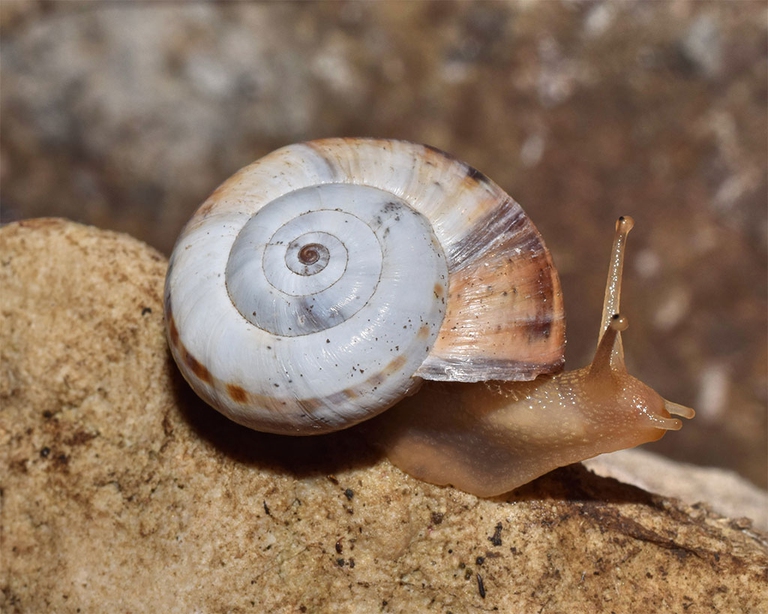 Salviamo le chiocciole d'Italia