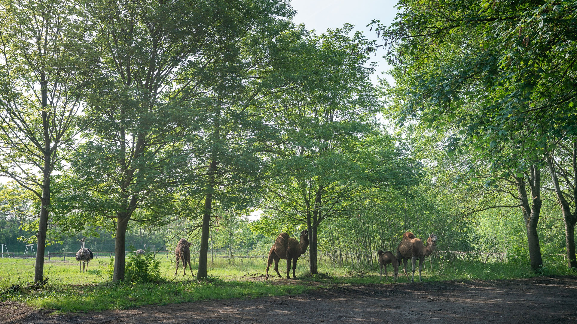 Animals in Cosmopolitan Culture Park_ LABIOMISTA_ Genk _BE_ _ Photo by Kris Vervaeke copia