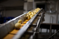 The killing of newborn chicks is yet another cruel egg industry practice