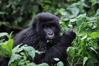Anche i gorilla alla notte degli Oscar, nomination per Virunga