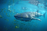 Cosa si è deciso alla Cop 13 sulla biodiversità