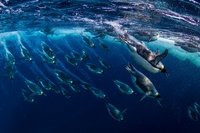 La popolazione mondiale di animali si è ridotta di due terzi