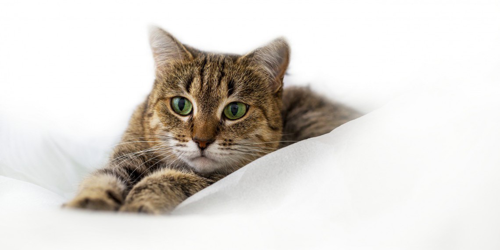 Pensaci Bene Prima Di Prendere Un Gatto