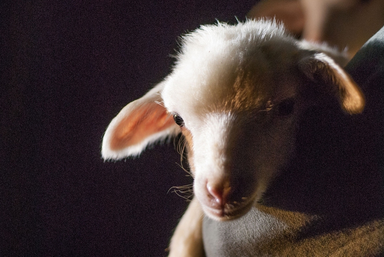 Uno degli agnelli salvati