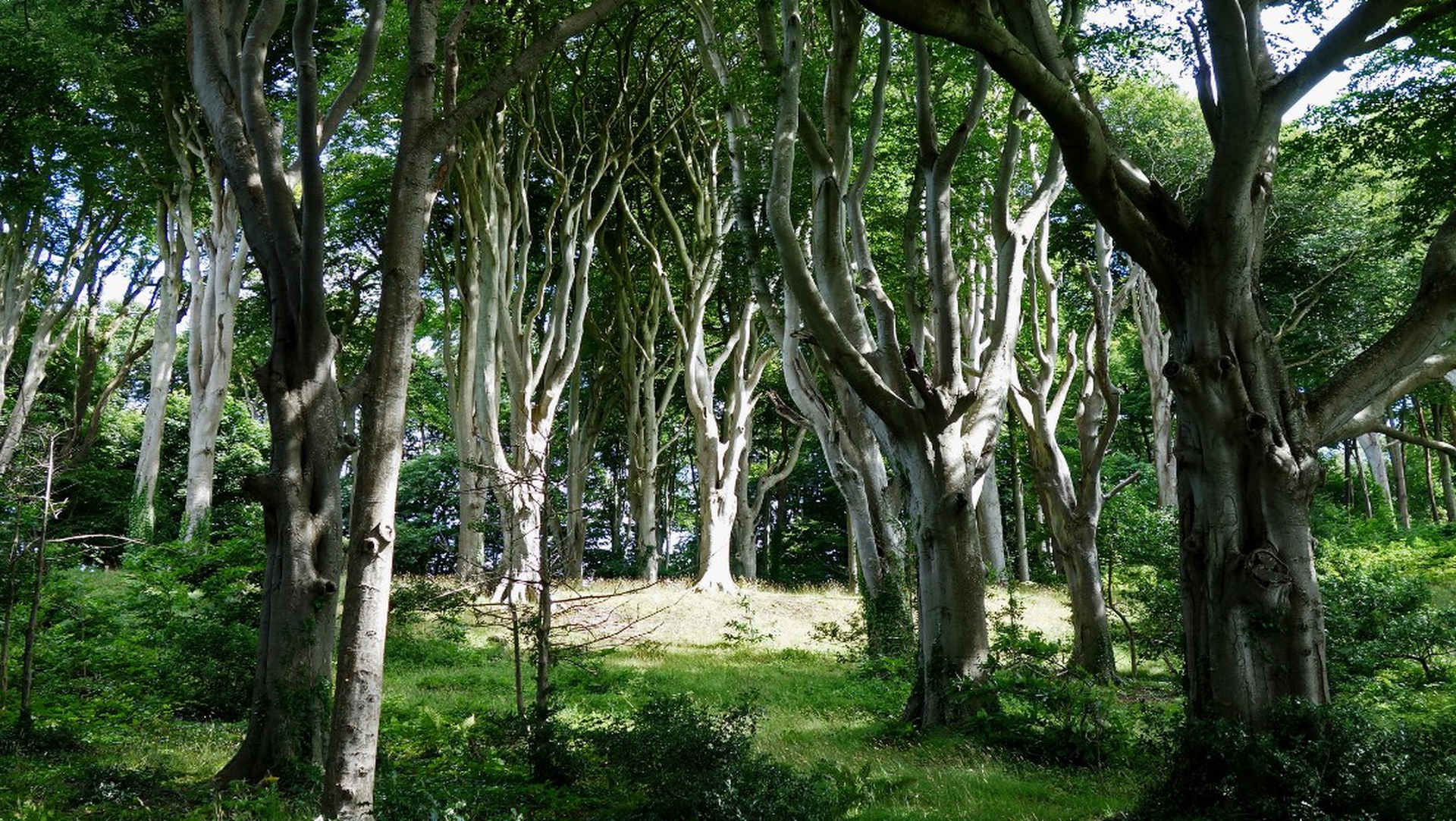 Ancient woodland beech tyrees