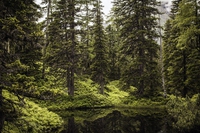Dal 2000 l’uomo ha distrutto il 7% delle foreste incontaminate del pianeta