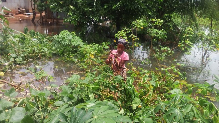 A woman harvests cassava prematurely due to the floods © David Iheamnachor naoc, nigeria, eni