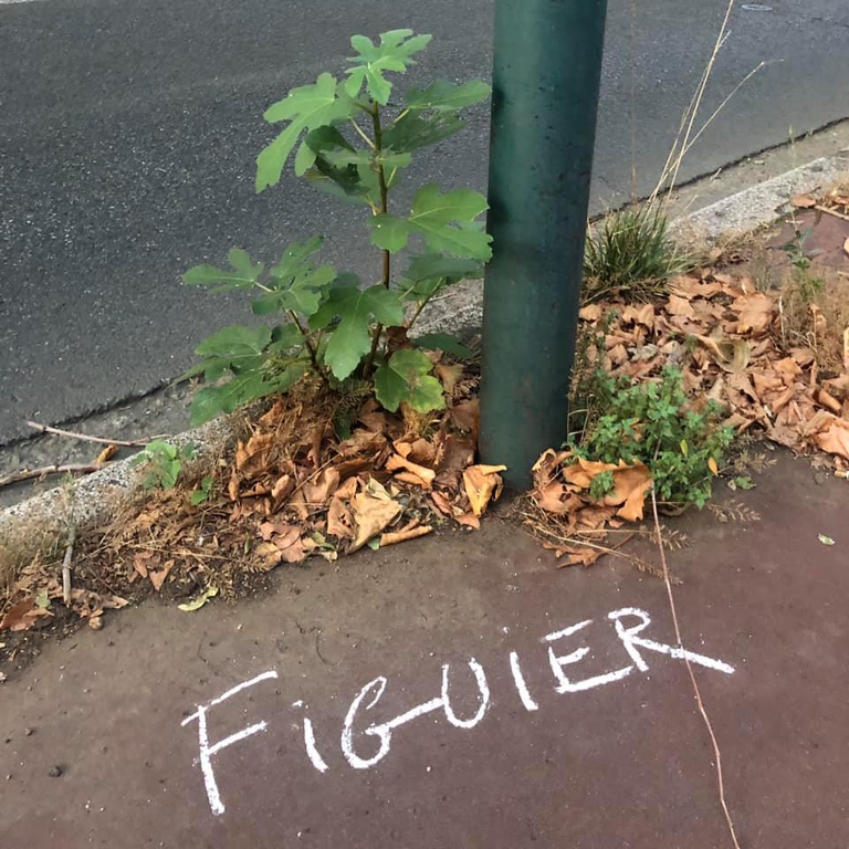 Pianta di fico spuntata sul marciapiede