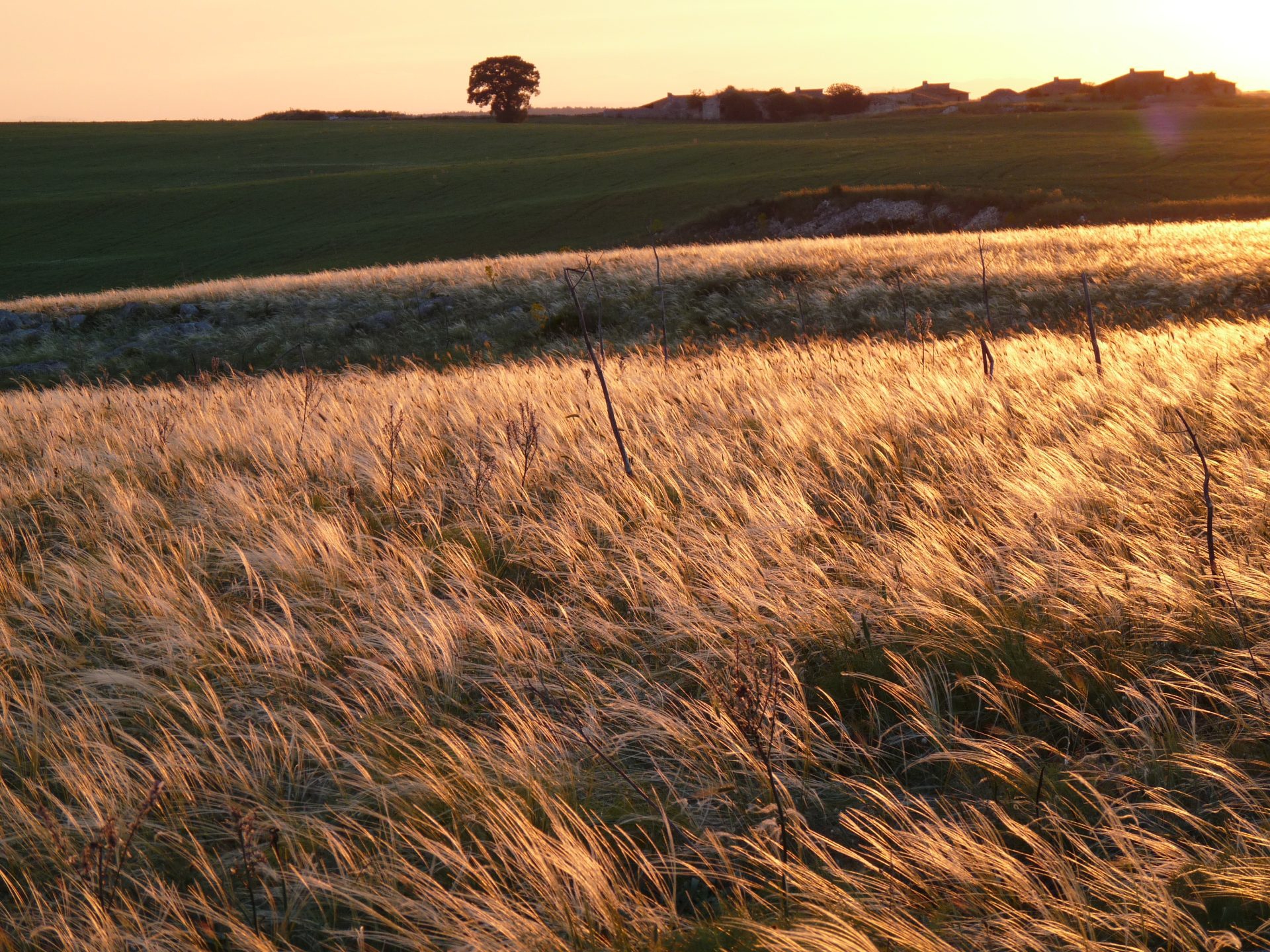 Stipa austroitalica al tramonto