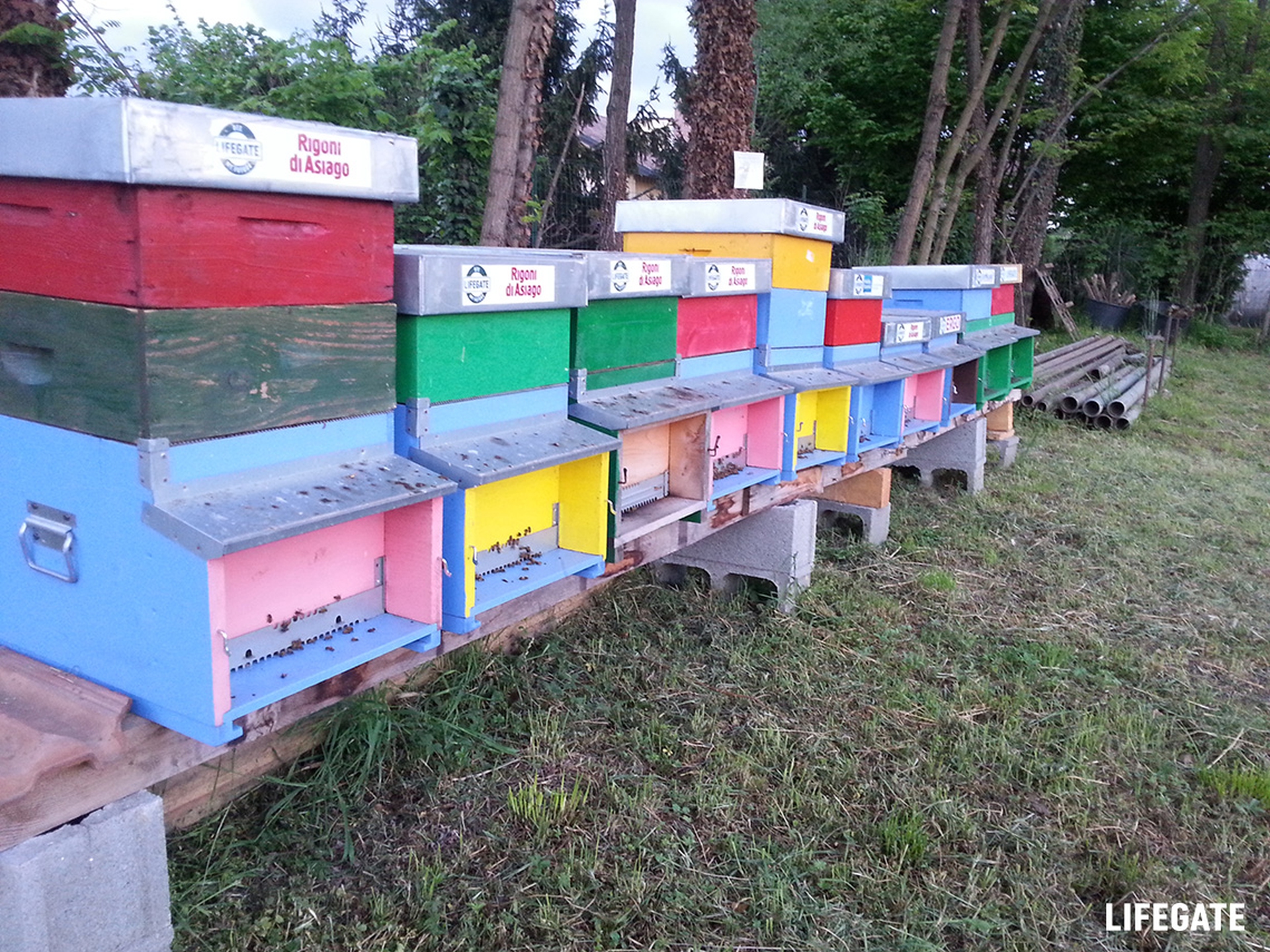 Bee my Future di LifeGate