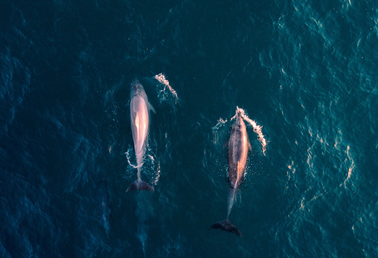 oceani 2017 anno più caldo