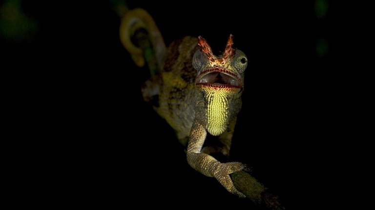 camaleonte Tanzania