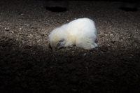 Gli allevamenti intensivi di polli sono crudeli per gli animali e pericolosi per la salute umana