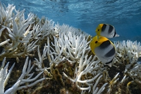 La temperatura degli oceani raggiunge un nuovo record: 21,1 gradi centigradi