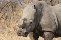 South Africa lifts its ban on rhino horn trade