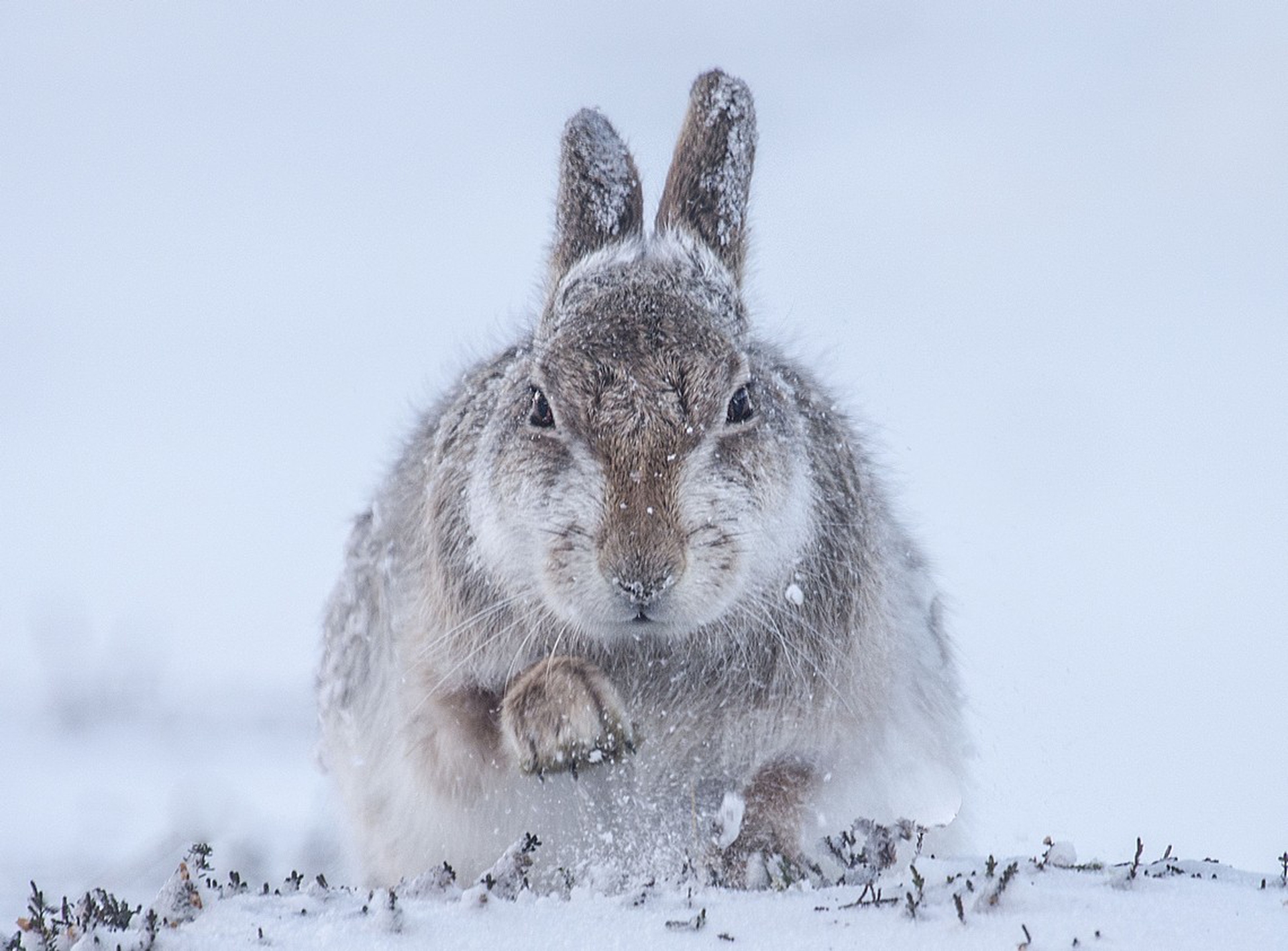 21_Rosamund Macfarlane_Snow hare